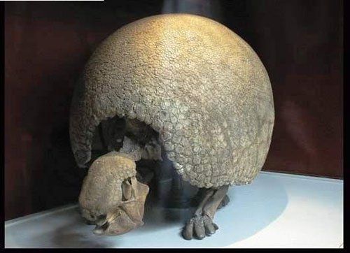 Thú răng khắc Thú răng khắc