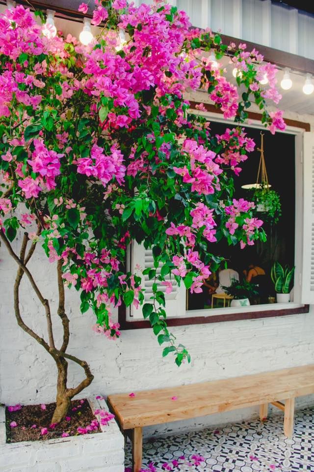 Tmore- Tiệm trà chanh Tmore- Tiệm trà chanh