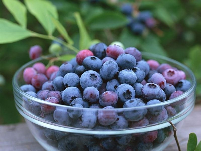 Trái việt quất – blueberry