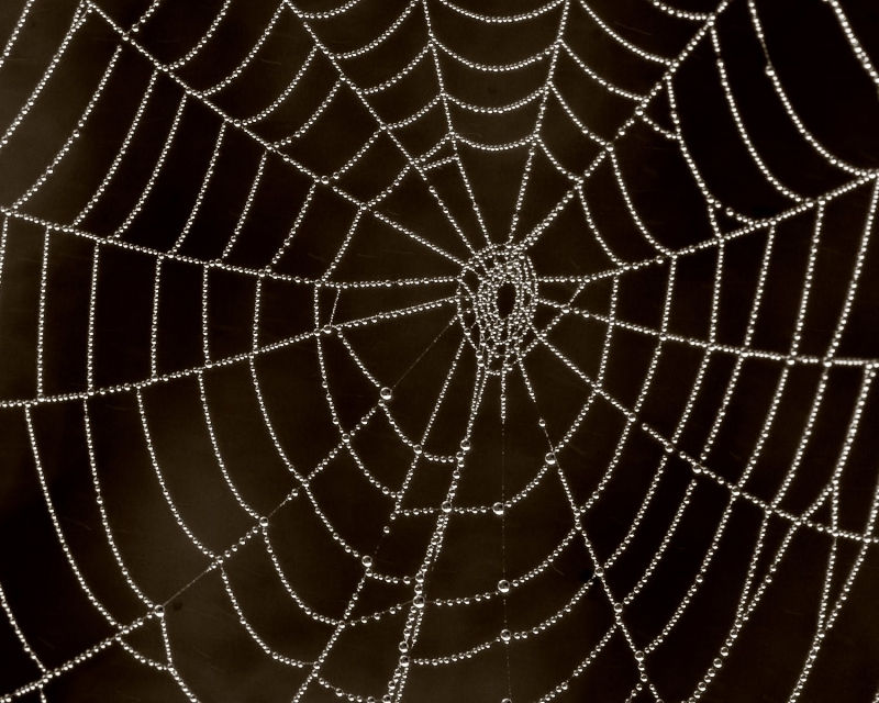 Trang trí cây thông bằng mạng nhện ở  Ukraine