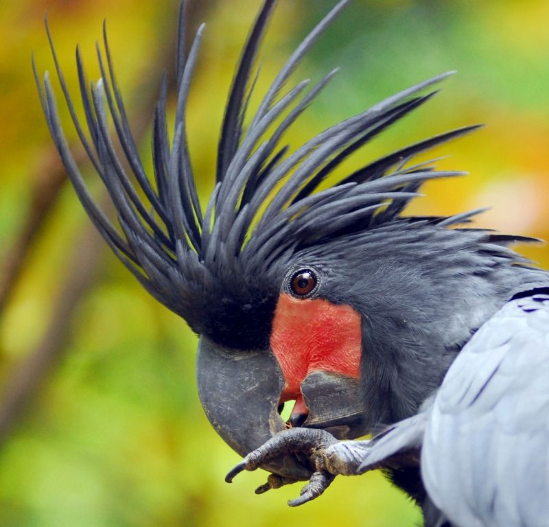 Vẹt Palm Cockatoo