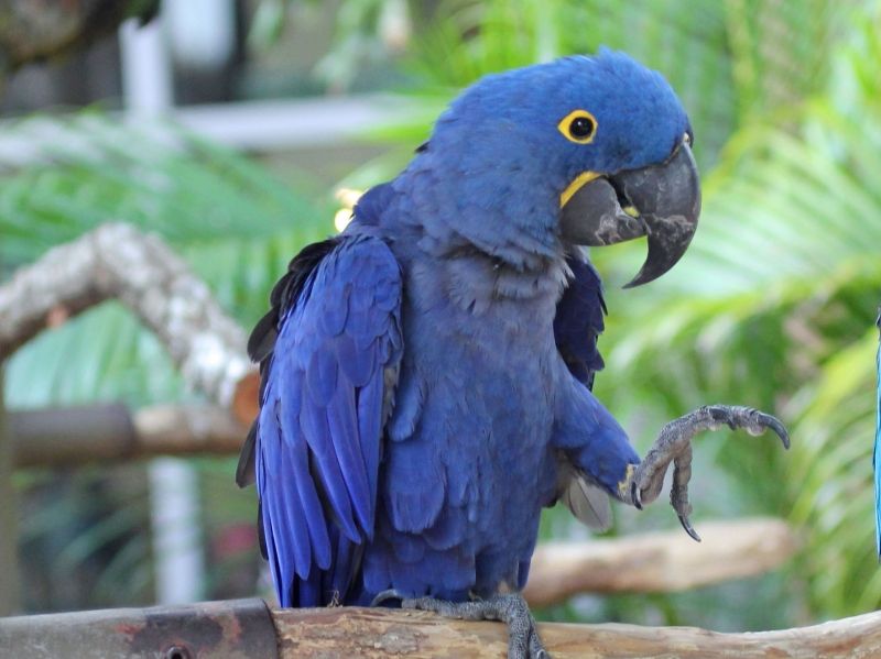 Vẹt đuôi dài lam tía (Hyacinth Macaw)