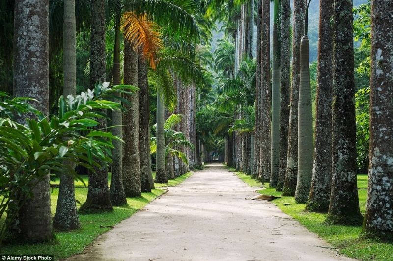Vườn Jardim Botanico