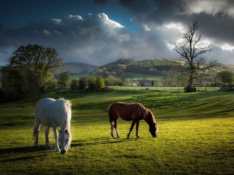 Vườn Quốc gia Brecon Beacons: Wales