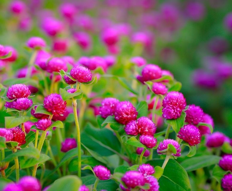 Vườn hoa Bách Nhật ở Hà Nội