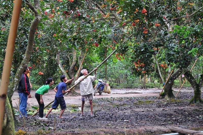 Vườn trái cây Long Khánh