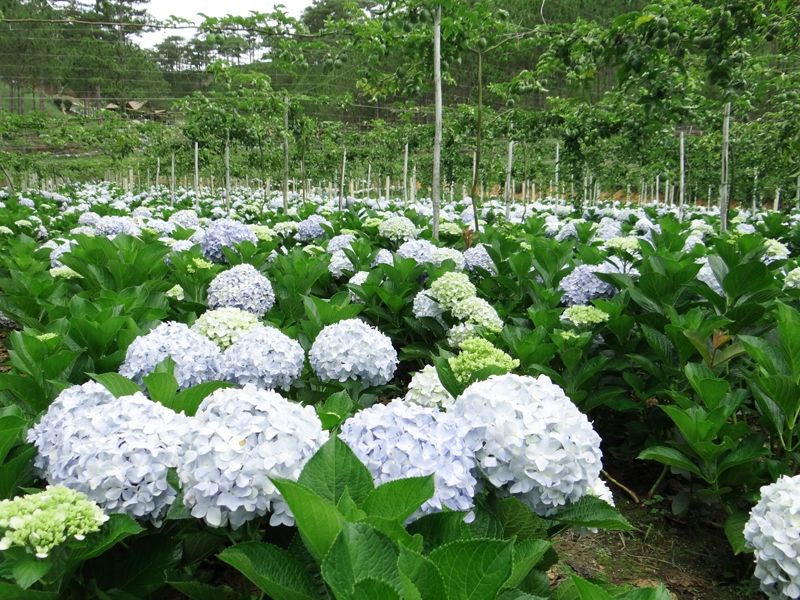 Vườn hoa cẩm tú cầu ( Lâm Hà - Lâm Đồng ) Vườn hoa cẩm tú cầu ( Lâm Hà - Lâm Đồng )
