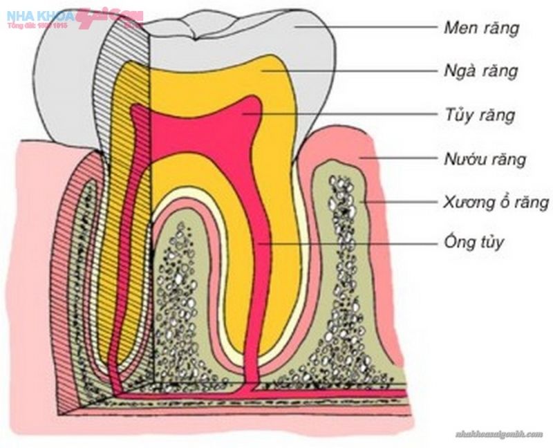 Xương cứng hơn cả thép