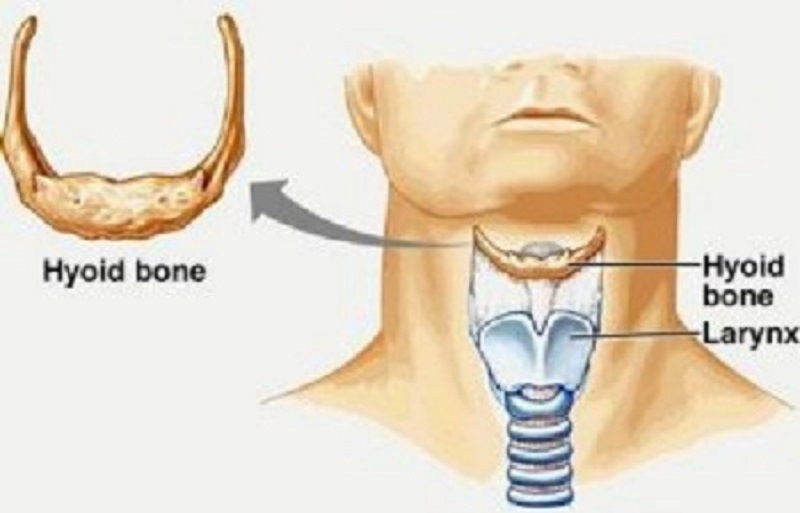 Xương móng có hình dạng giống móng ngựa