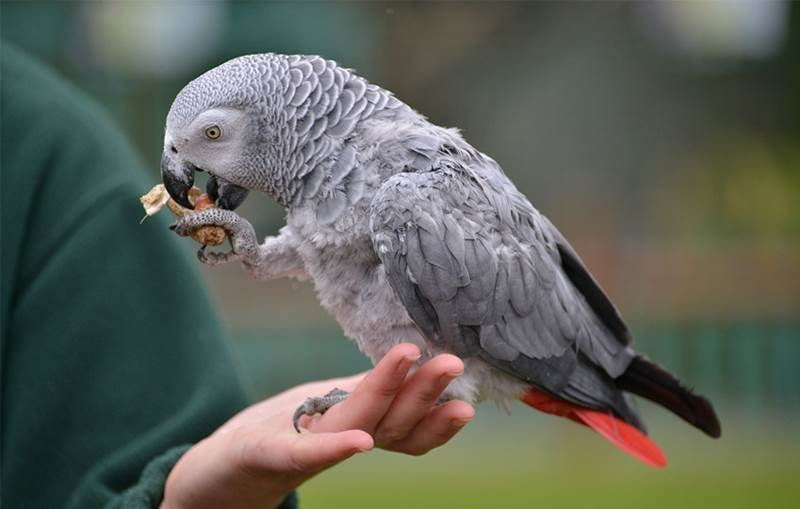 African Grey Parrot – Vẹt Xám Châu Phi