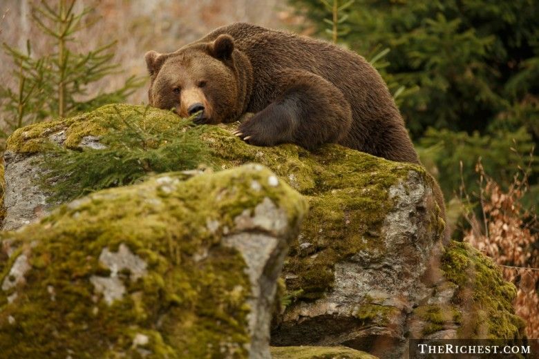 Alaska (Mỹ) - cấm chụp ảnh với gấu