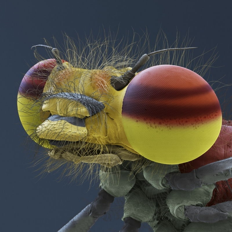 Ấu trùng bọ Attagenus smirnovi