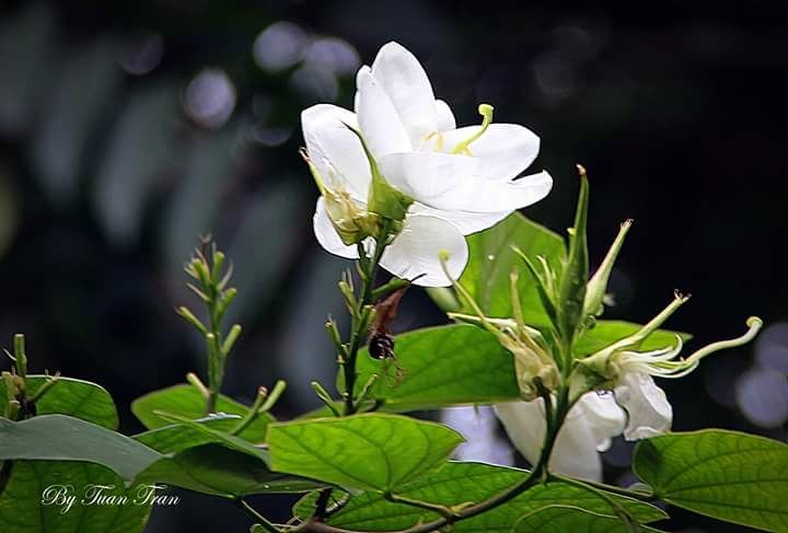 Bài thơ: Chớm thu - Trương Túy Anh