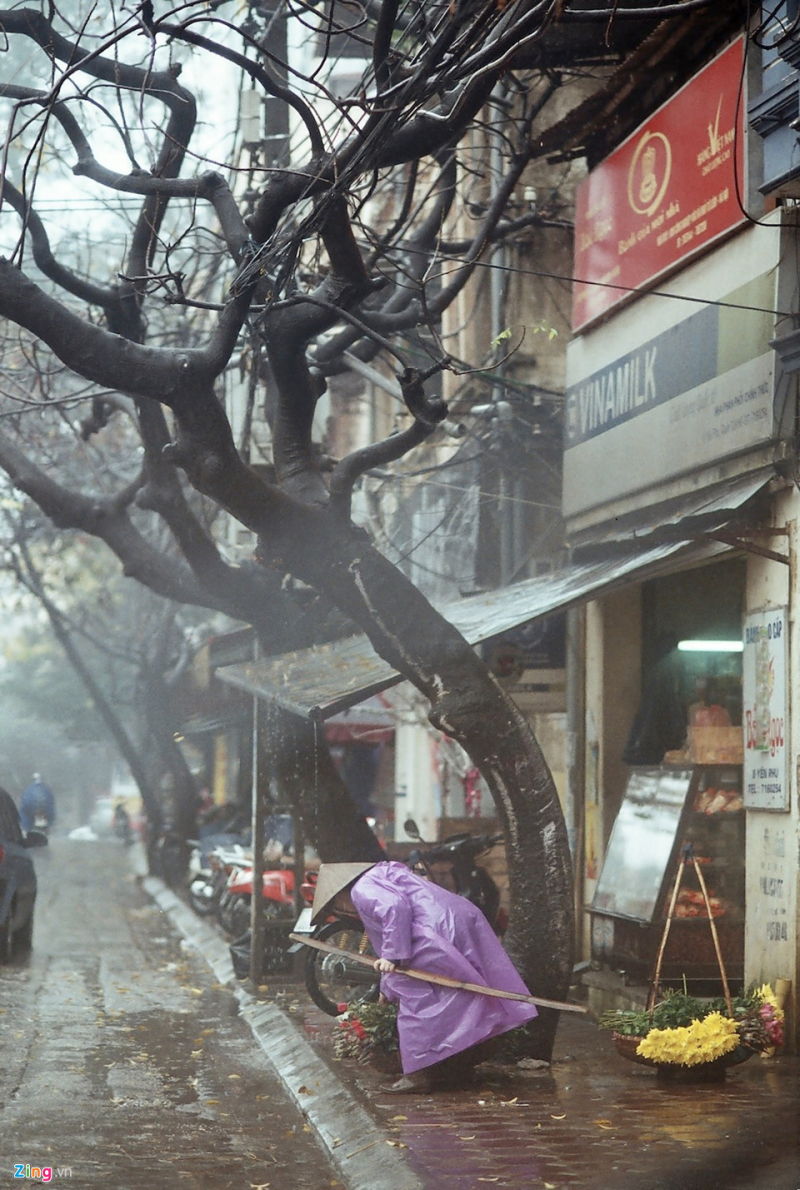 Bài thơ: HOA SỮA NGÀY ĐÔNG -  Lan Thanh