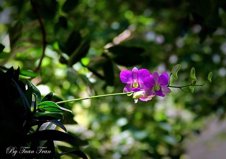 Bài thơ: Hạ đi - Bùi Thế Uyên