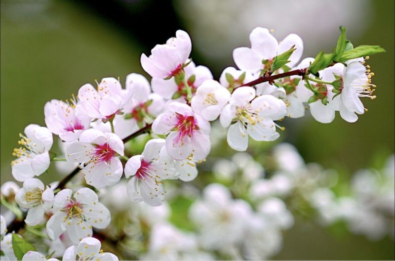 Bài thơ: RỒI ĐẤT SẼ NỞ HOA Bài thơ: RỒI ĐẤT SẼ NỞ HOA