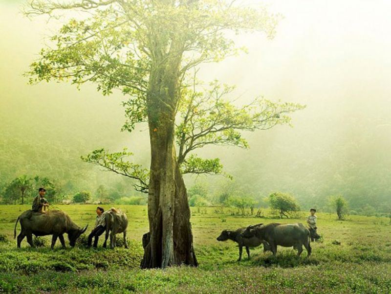 Bài thơ: VIỆT NAM QUÊ MẸ TA ƠI !