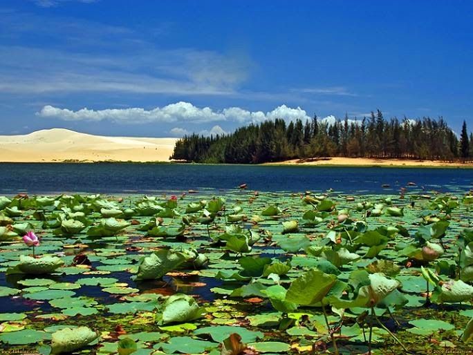 Bàu Sen Mũi Né – Phan Thiết