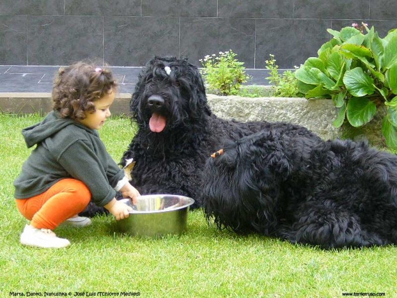Black Russian Terrier (Chó sục Nga đen)