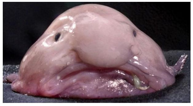 Blobfish