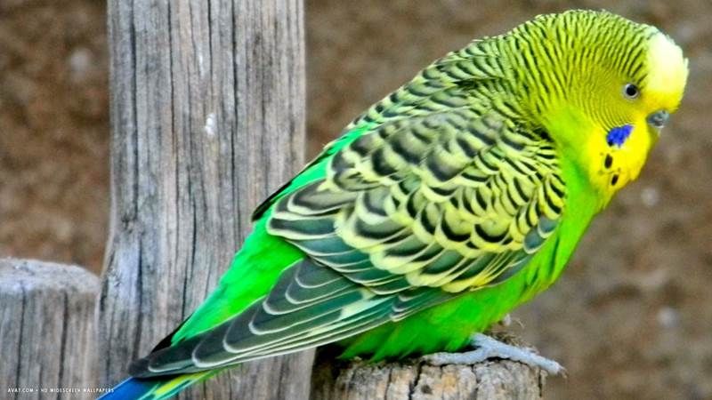 Budgerigar – Vẹt Yến Phụng