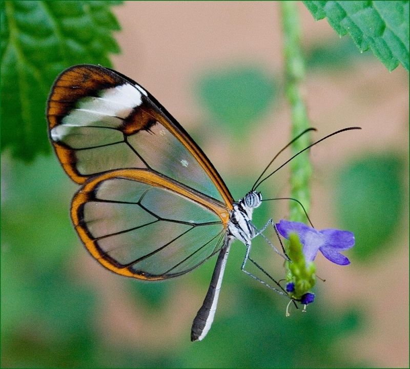 Bướm trong suốt