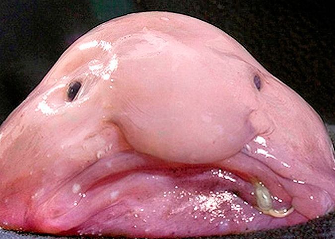 Cá Blob