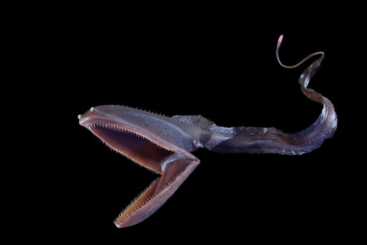 Cá Eurypharynx pelecanoides