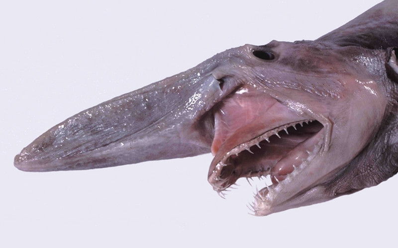 Cá Goblin Shark