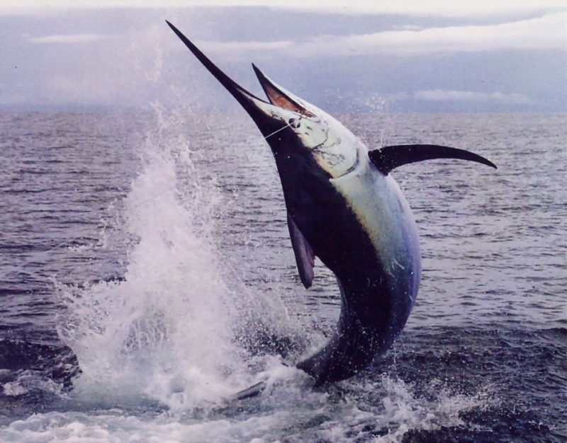 Cá kiếm – Sword Fish