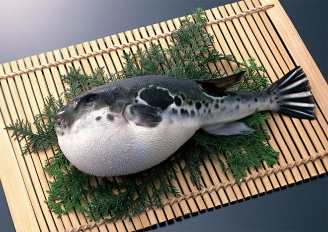 Cá nóc sống (Nhật Bản)