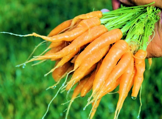 Cà rốt tí hon