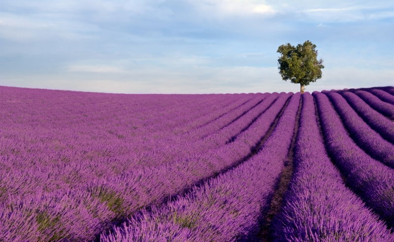 Cánh Đồng Hoa Oải Hương Provence (Pháp)