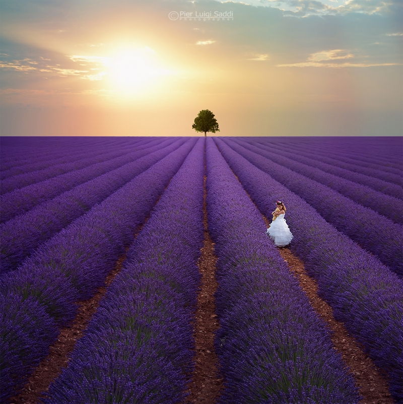 Cánh Đồng Hoa Oải Hương Provence (Pháp)