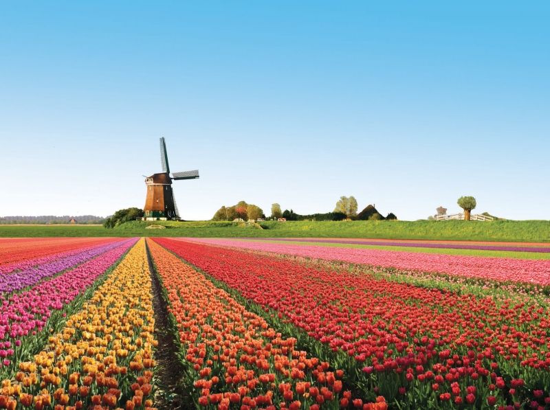 Cánh Đồng Hoa Tulip Keukenhof (Hà Lan)