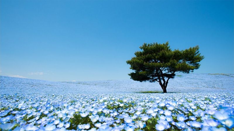 Cánh đồng hoa Nemophila (Nhật Bản)