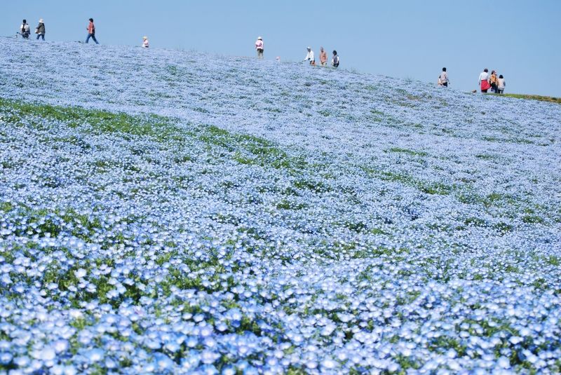 Cánh đồng hoa Nemophila (Nhật Bản)