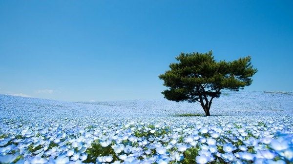 Cánh đồng hoa Nemophila - Nhật Bản