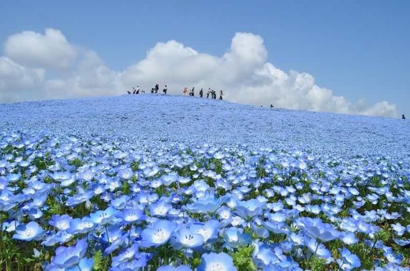 Cánh đồng hoa Nemophila – công viên Hitachi, Nhật Bản