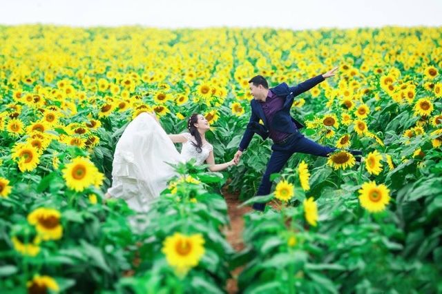 Cánh đồng hoa hướng dương ở Nghệ An