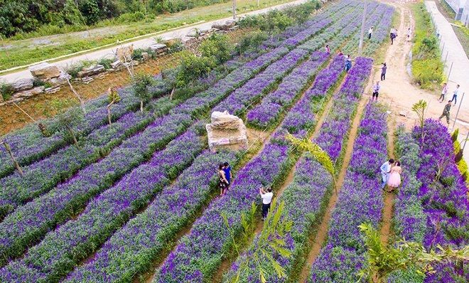 Cánh đồng hoa tím ở Bắc Hà – Lào Cai