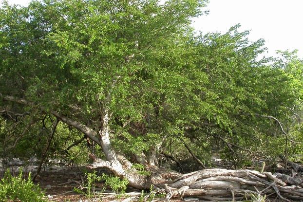 Cây Acacia anegadensis