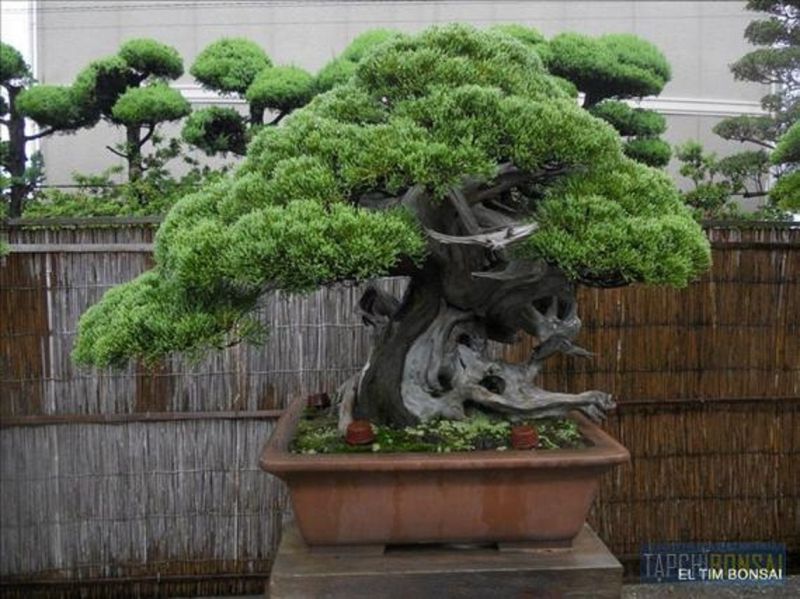 Cây bonsai Kimura