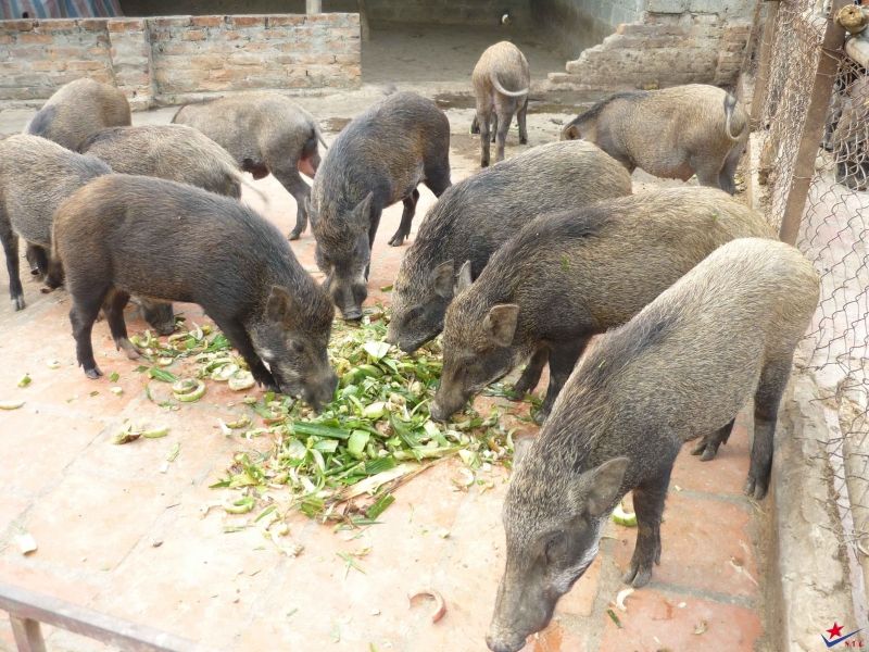 Chăn nuôi lợn thả vườn