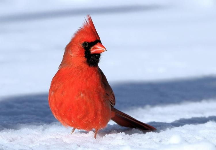 Chào mào đỏ phương Bắc - The Northern Cardinal
