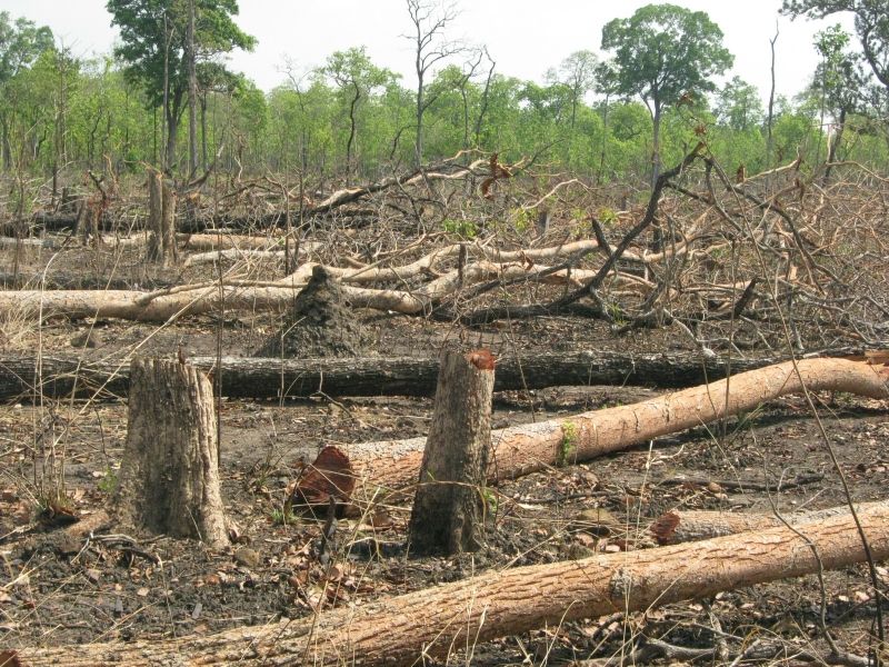 Chặt phá rừng