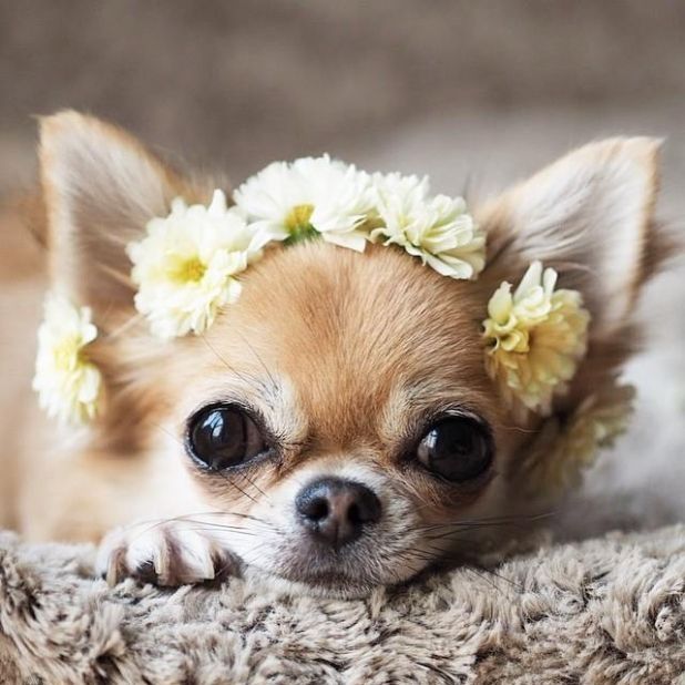 Chihuahua - một trong các những loài chó cảnh thông minh nhất thế giới