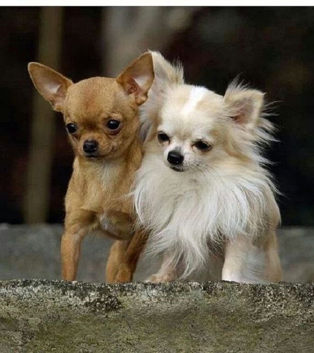 Chihuahua - một trong các những loài chó cảnh thông minh nhất thế giới