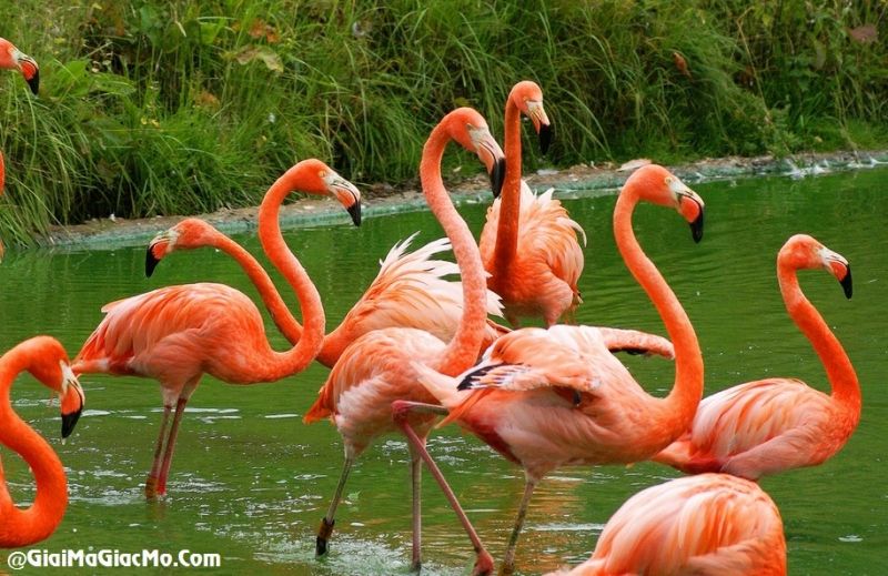 Chim Hồng hạc Chim Hồng hạc