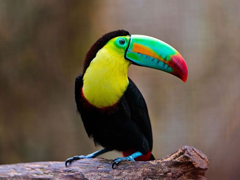 Chim Toucan mỏ thuyền (keel-billed toucan)